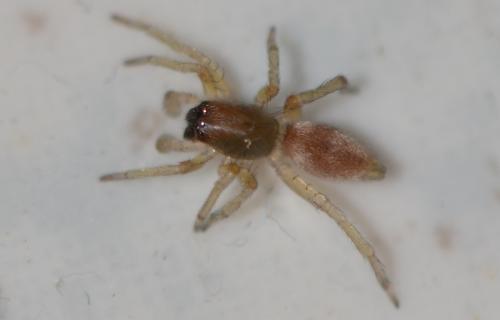 Clubiona sp.